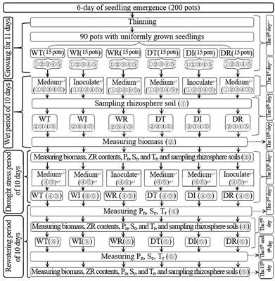 Effect of ammonia-oxidizing bacterial strain that survives drought stress on corn compensatory growth upon post-drought rewatering